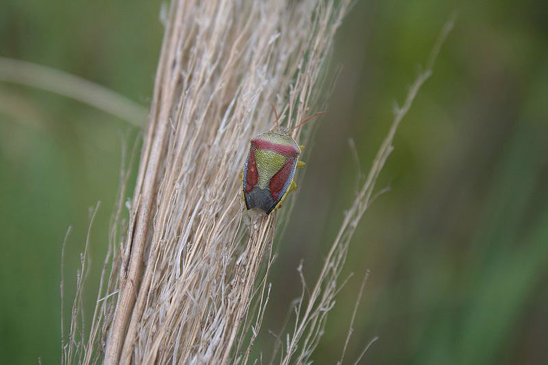  Piezodorus lituratus (Fabricius, 1794)