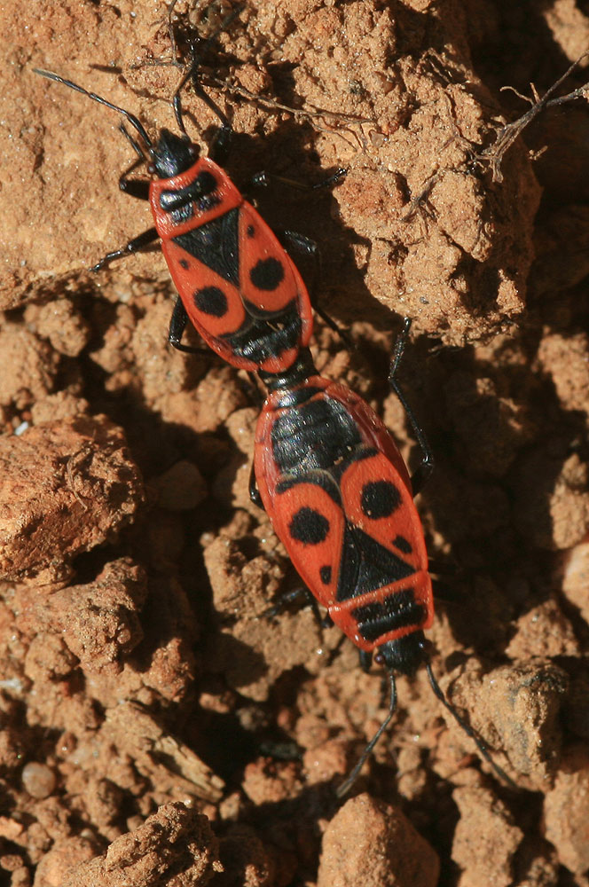 Gendarme, Pyrrhocore, Soldat, Suisse Pyrrhocoris apterus (Linnaeus, 1758)
