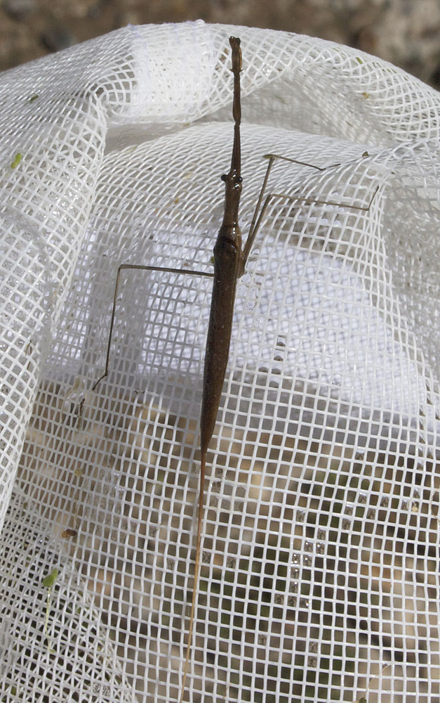 Ranâtre Ranatra linearis (Linnaeus, 1758)