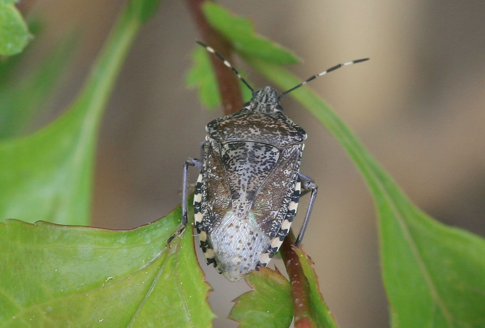 Punaise nébuleuse, Punaise grise Rhaphigaster nebulosa (Poda, 1761)