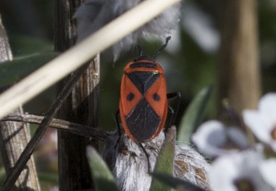 Scantius aegyptius (Linnaeus, 1758)