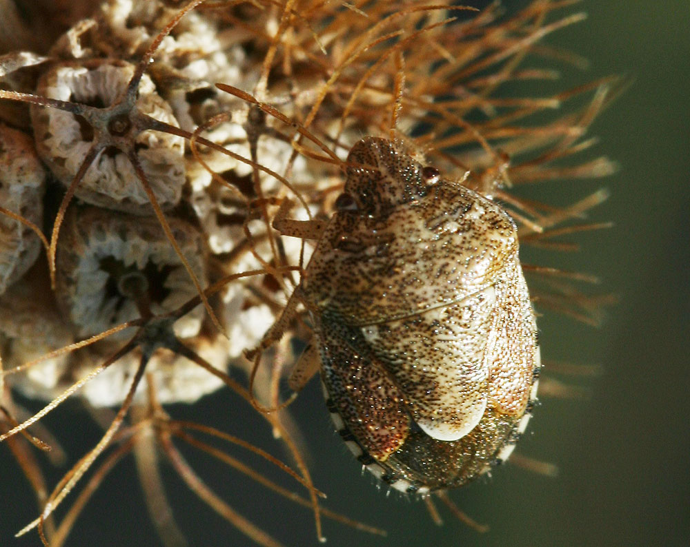 Staria lunata (Hahn, 1835)