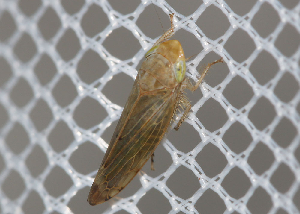 Synophropsis lauri (Horváth, 1897)
