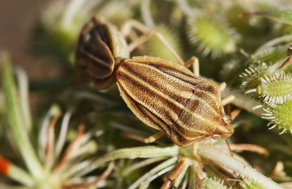 Tholagmus flavolineatus (Fabricius, 1798)
