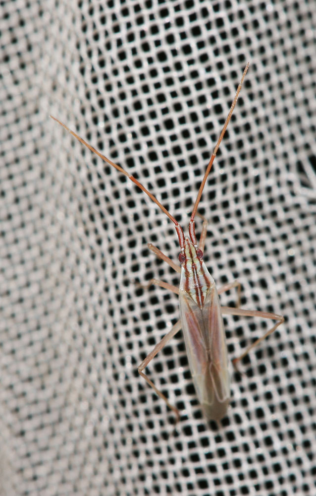 Trigonotylus Fieber, 1858