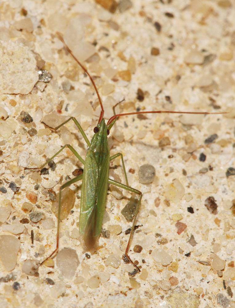 Punaise verte à antennes fauves Trigonotylus ruficornis (Geoffroy, 1785)