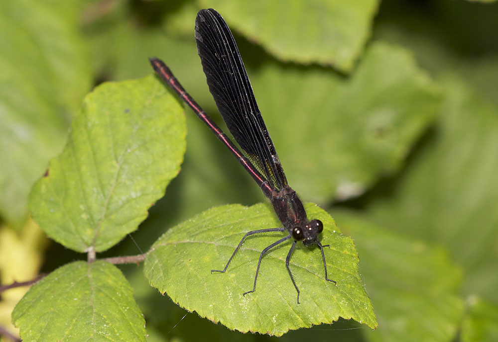 Caloptéryx hémorroïdal Calopteryx haemorrhoidalis (Vander Linden, 1825)