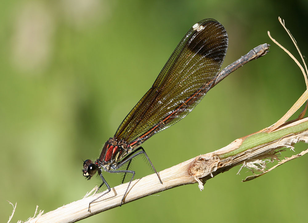 Caloptéryx hémorroïdal Calopteryx haemorrhoidalis (Vander Linden, 1825)