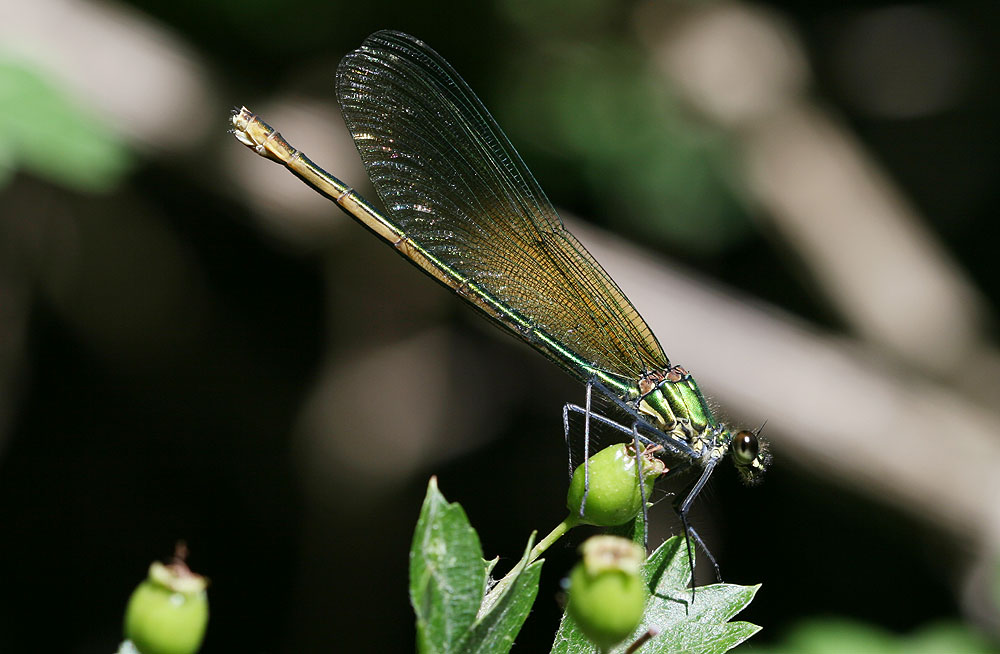 Caloptéryx éclatant Calopteryx splendens (Harris, 1780)