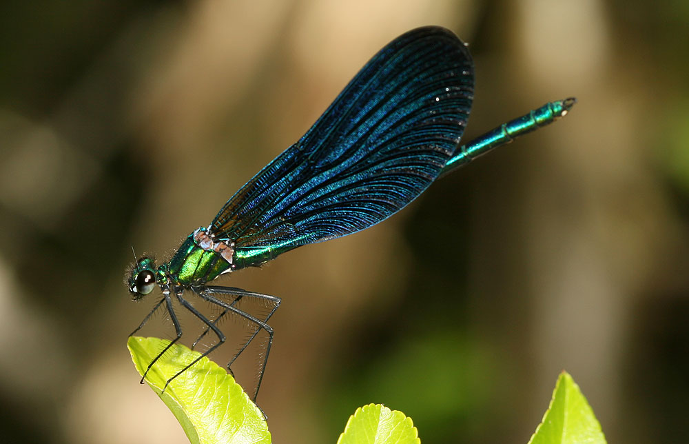 Caloptéryx vierge Calopteryx virgo (Linnaeus, 1758)