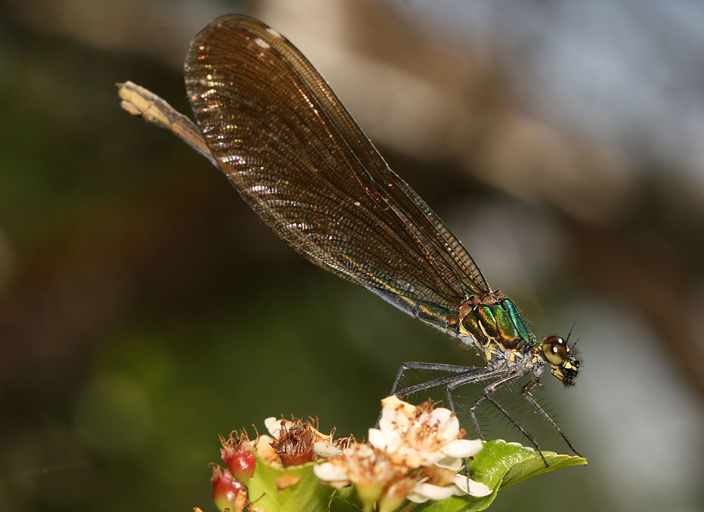 Caloptéryx vierge Calopteryx virgo (Linnaeus, 1758)