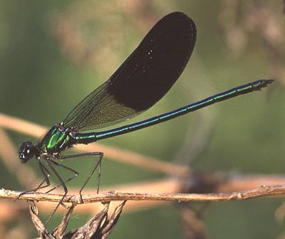 Caloptéryx occitan Calopteryx xanthostoma (Charpentier, 1825)