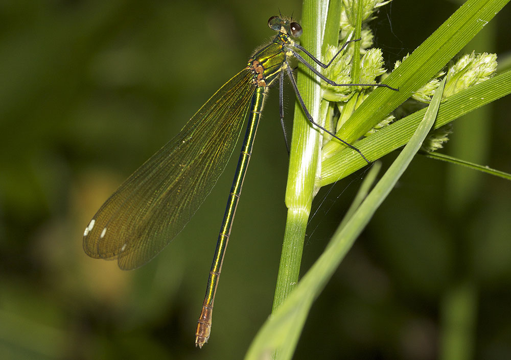 Caloptéryx occitan Calopteryx xanthostoma (Charpentier, 1825)
