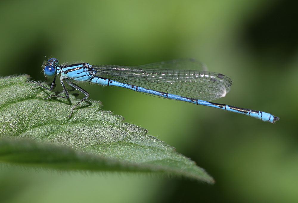 Agrion de Vander Linden, Naïade de Vander Linden Erythromma lindenii (Selys, 1840)