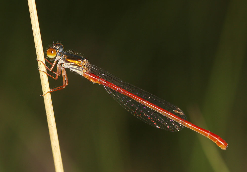Agrion délicat Ceriagrion tenellum (Villers, 1789)