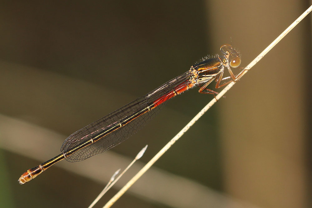 Agrion délicat Ceriagrion tenellum (Villers, 1789)