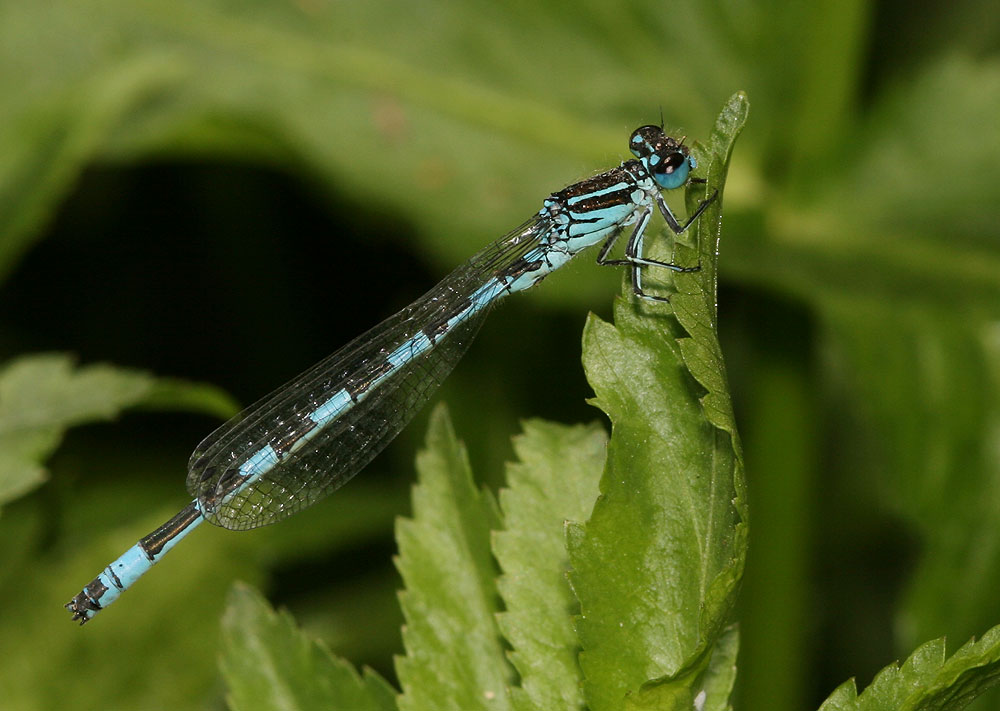 Agrion de Mercure Coenagrion mercuriale (Charpentier, 1840)