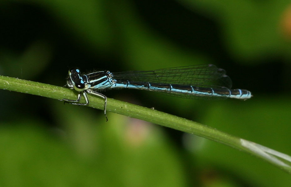 Agrion de Mercure Coenagrion mercuriale (Charpentier, 1840)