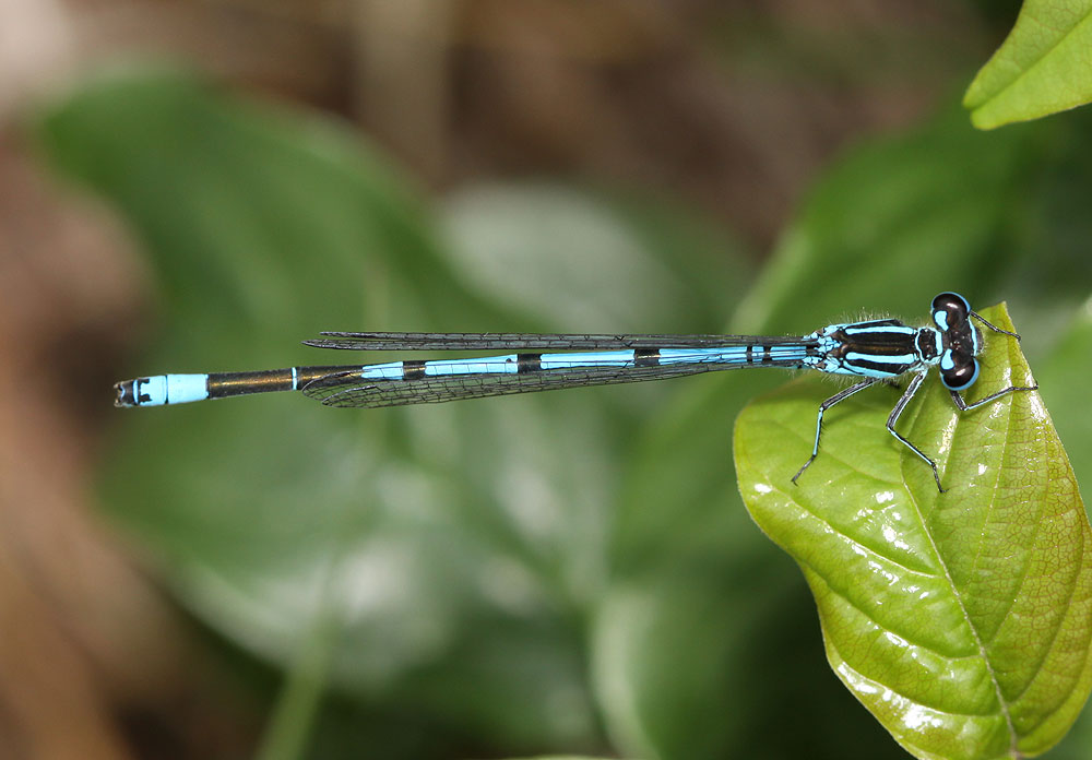 Agrion jouvencelle Coenagrion puella (Linnaeus, 1758)