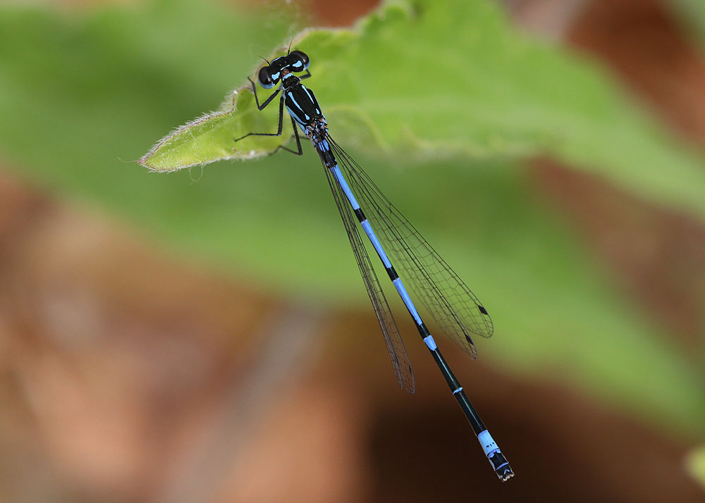 Agrion joli Coenagrion pulchellum (Vander Linden, 1825)