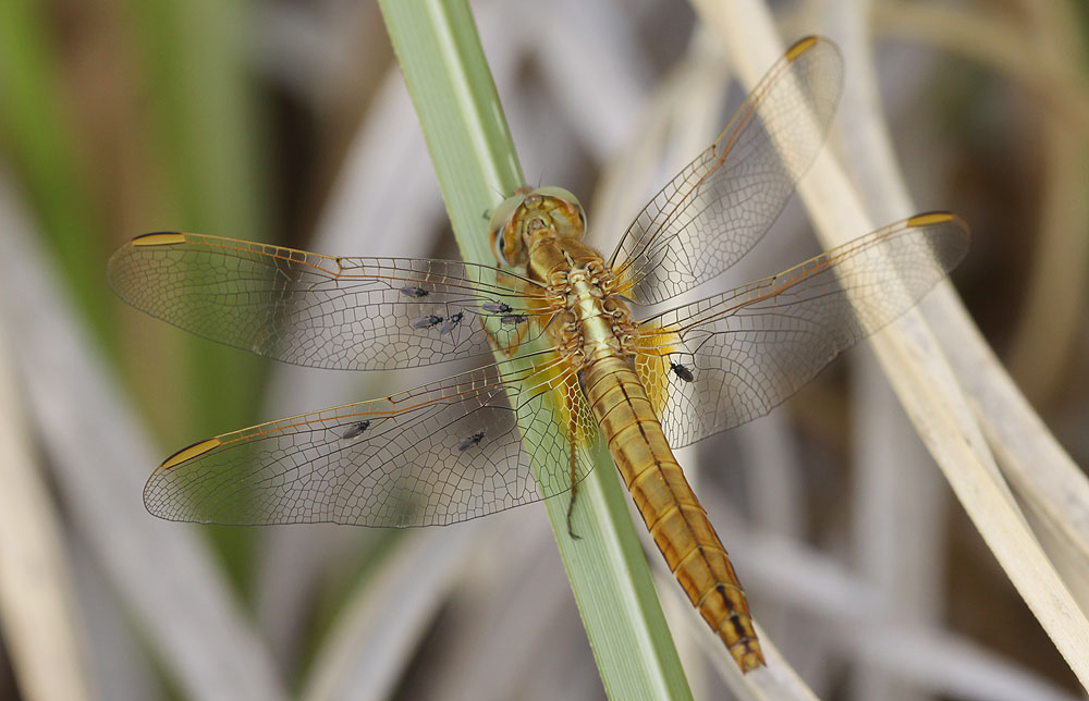 Crocothémis écarlate (Le) Crocothemis erythraea (Brullé, 1832)