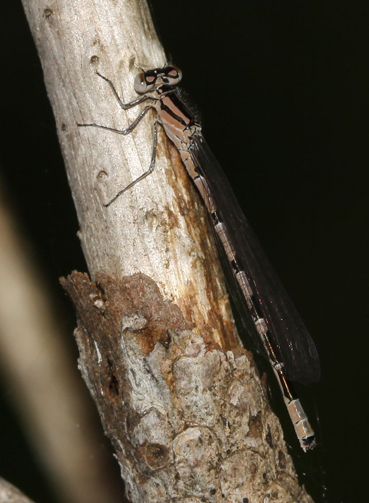 Agrion porte-coupe Enallagma cyathigerum (Charpentier, 1840)