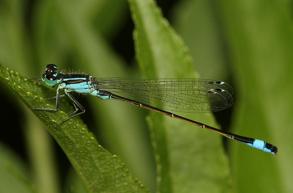 Agrion élégant Ischnura elegans (Vander Linden, 1820)