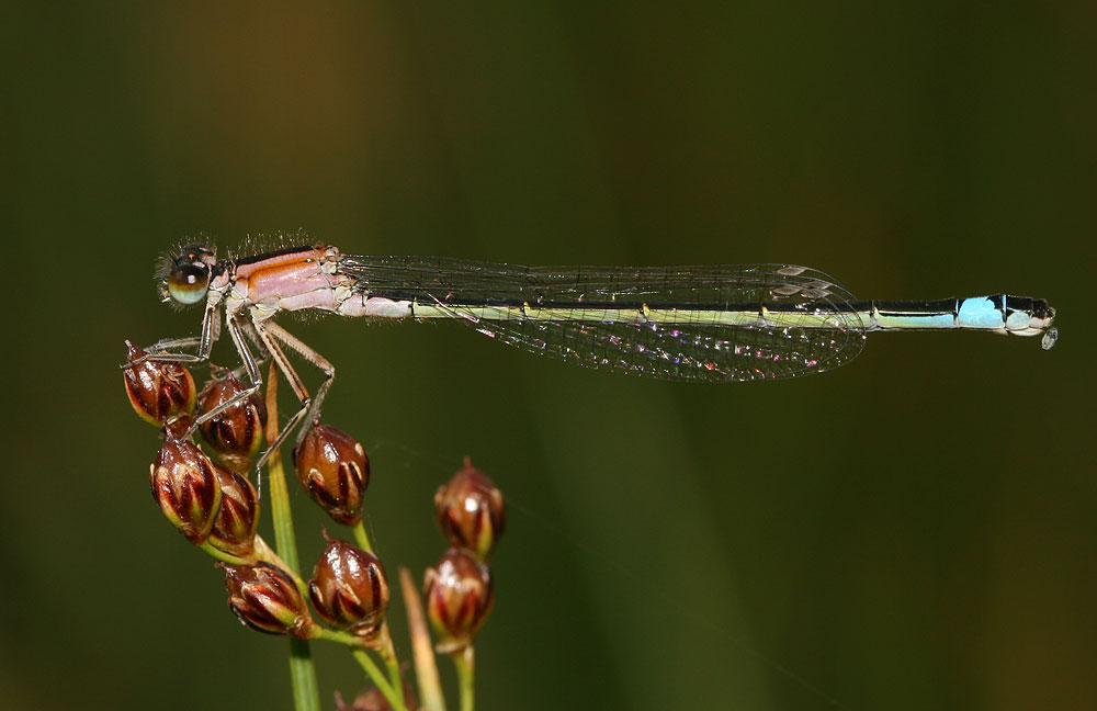 Agrion élégant Ischnura elegans (Vander Linden, 1820)