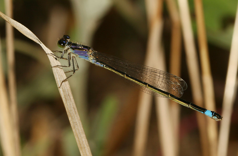 Agrion élégant Ischnura elegans (Vander Linden, 1820)