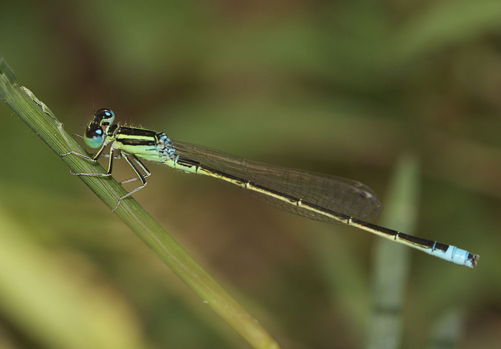 Agrion nain (L') Ischnura pumilio (Charpentier, 1825)