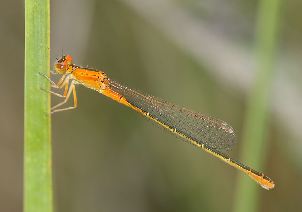 Agrion nain (L') Ischnura pumilio (Charpentier, 1825)