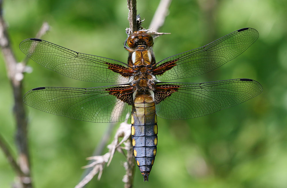 Libellule déprimée (La) Libellula depressa Linnaeus, 1758