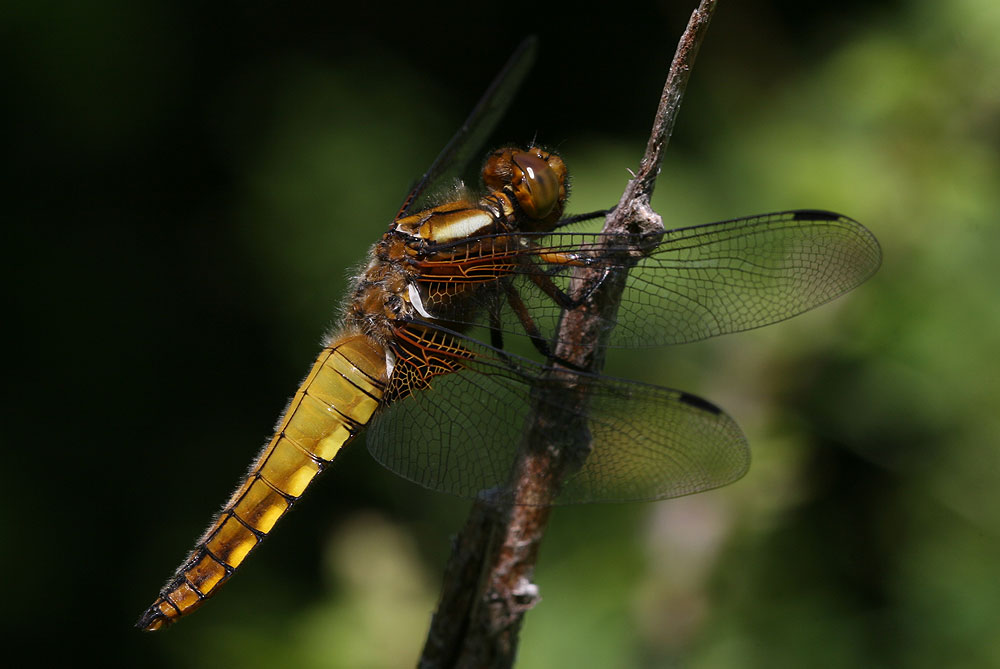Libellule déprimée (La) Libellula depressa Linnaeus, 1758