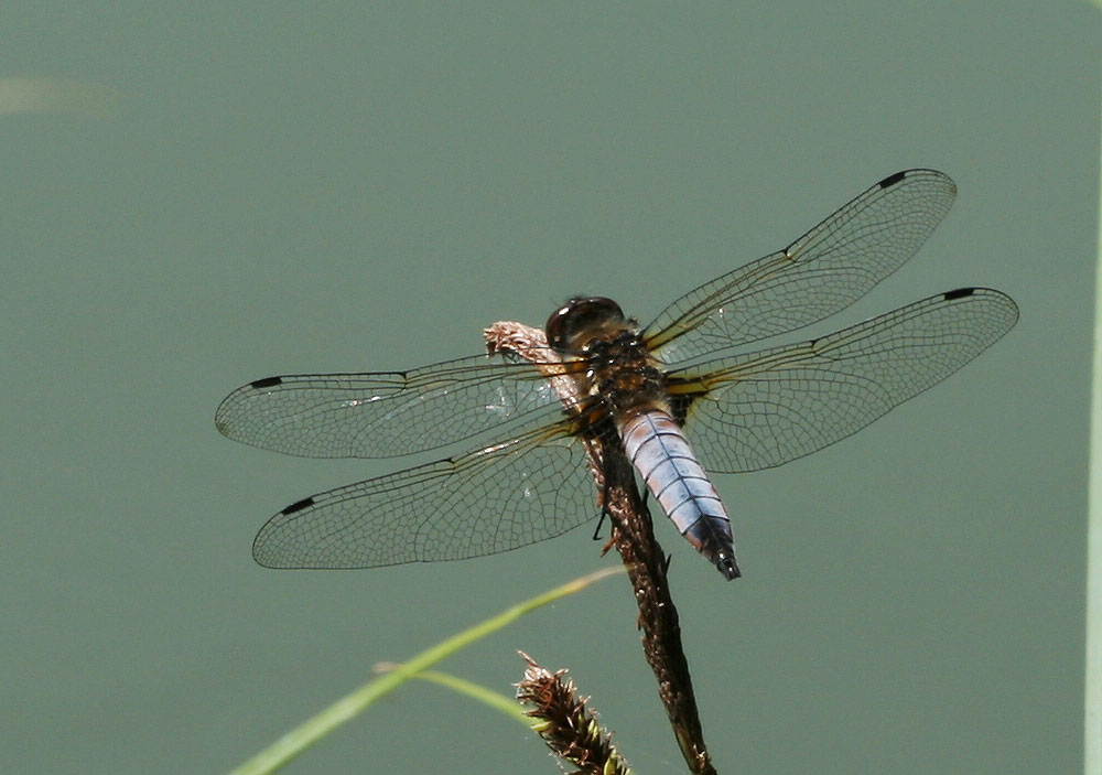 Libellule fauve (La) Libellula fulva O.F. Müller, 1764