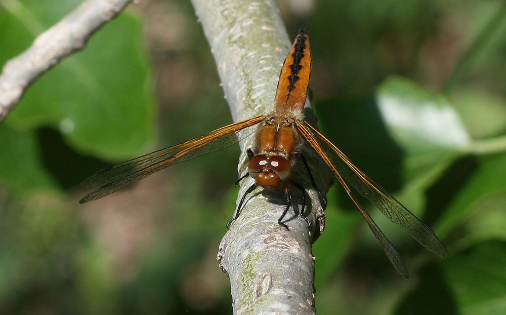 Libellule fauve (La) Libellula fulva O.F. Müller, 1764