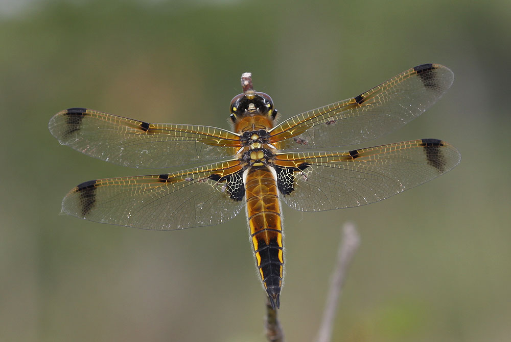 Libellule quadrimaculée (La), Libellule à quatre t Libellula quadrimaculata Linnaeus, 1758