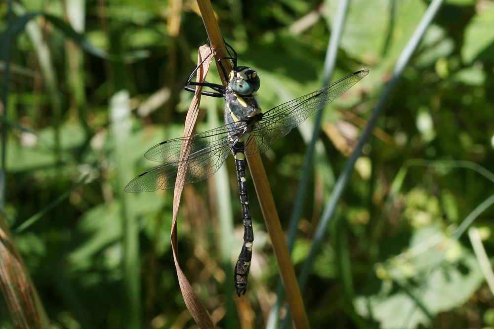Cordulie splendide (La) Macromia splendens (Pictet, 1843)