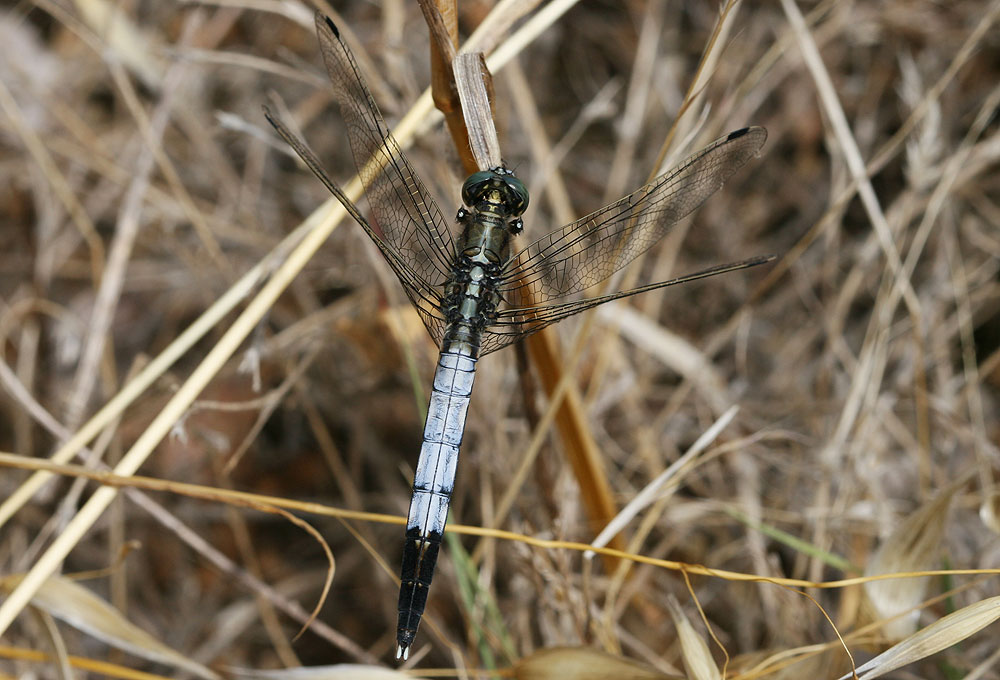 Le Orthétrum à stylets blancs (L') Orthetrum albistylum (Selys, 1848)