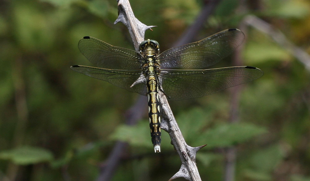Orthétrum à stylets blancs (L') Orthetrum albistylum (Selys, 1848)