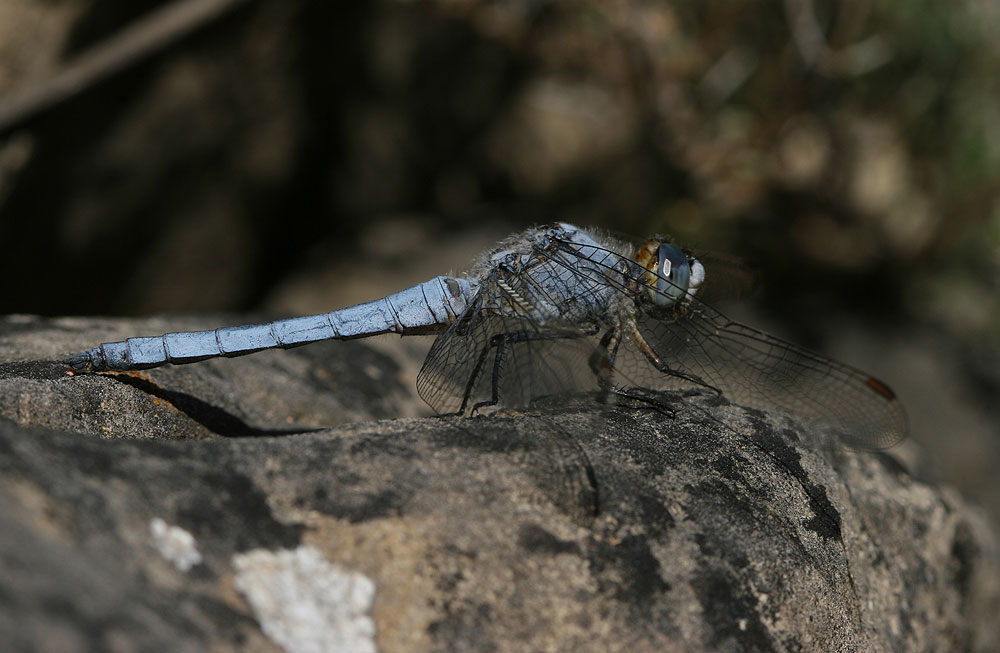 Orthétrum brun (L') Orthetrum brunneum (Boyer de Fonscolombe, 1837)