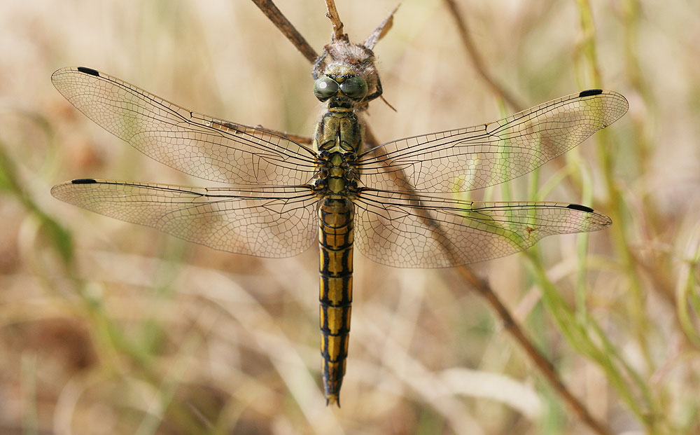 Orthétrum réticulé (L') Orthetrum cancellatum (Linnaeus, 1758)
