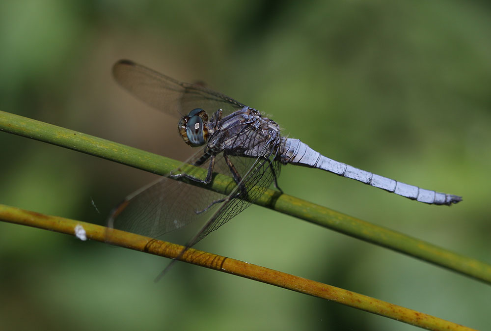 Orthétrum bleuissant (L') Orthetrum coerulescens (Fabricius, 1798)