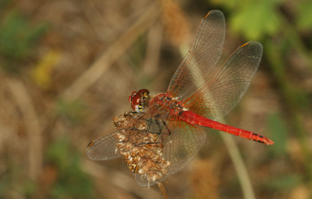 Sympétrum de Fonscolombe (Le) Sympetrum fonscolombii (Selys, 1840)