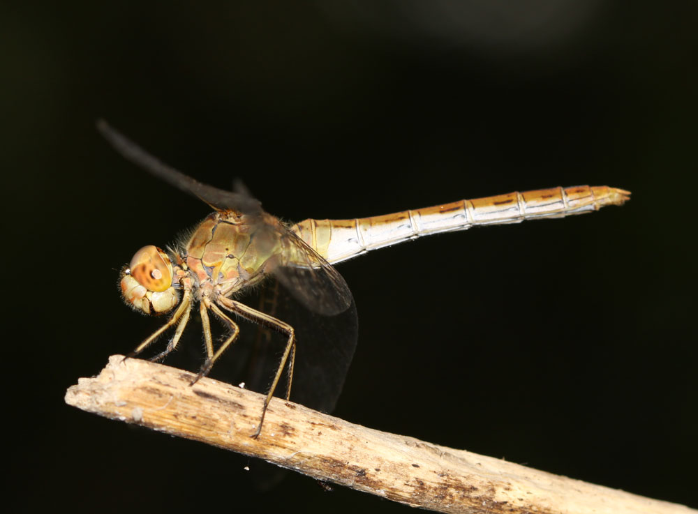 Sympétrum méridional (Le) Sympetrum meridionale (Selys, 1841)