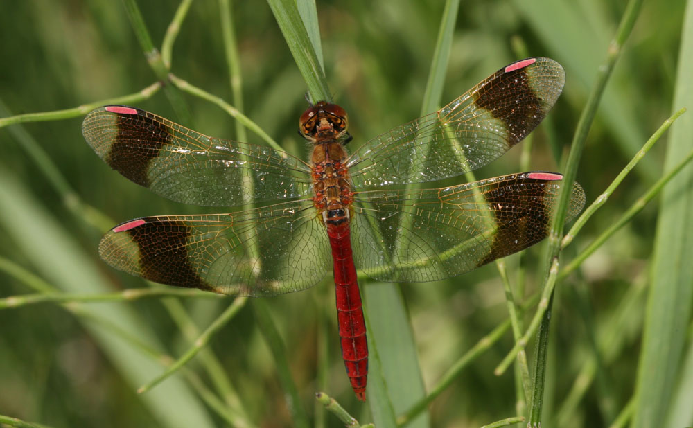 Sympétrum du Piémont (Le) Sympetrum pedemontanum (O.F. Müller in Allioni, 1766)