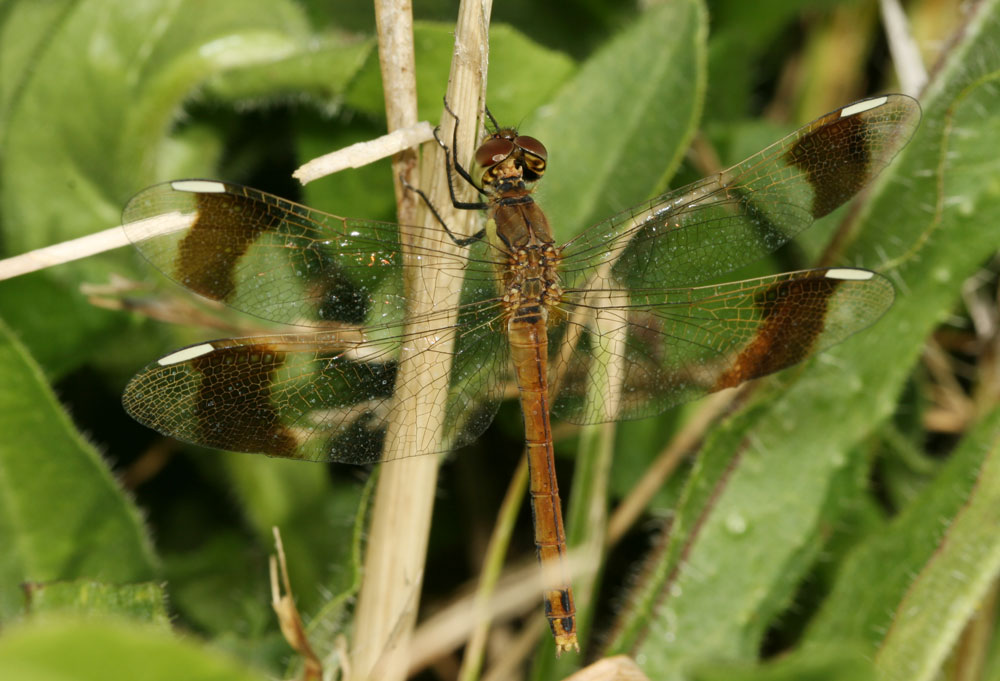 Sympétrum du Piémont (Le) Sympetrum pedemontanum (O.F. Müller in Allioni, 1766)