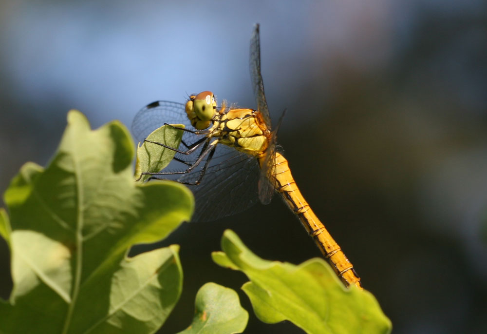 Sympétrum sanguin (Le), Sympétrum rouge sang (Le) Sympetrum sanguineum (O.F. Müller, 1764)