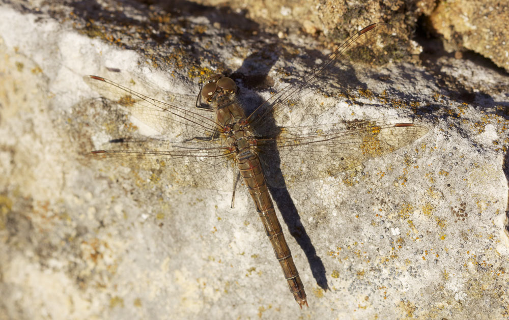 Sympétrum fascié (Le) Sympetrum striolatum (Charpentier, 1840)