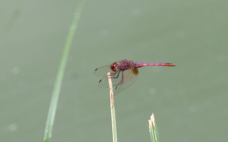 Trithémis annelé (Le) Trithemis annulata (Palisot de Beauvois, 1807)