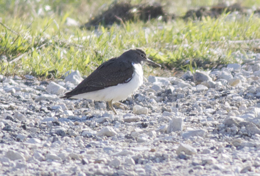 Chevalier guignette Actitis hypoleucos (Linnaeus, 1758)